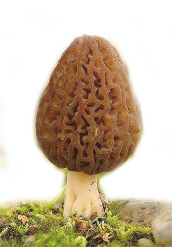 今日视点（亚洲联赛小组赛）加拿大比拼塞内加尔比分预测系统-深度报道